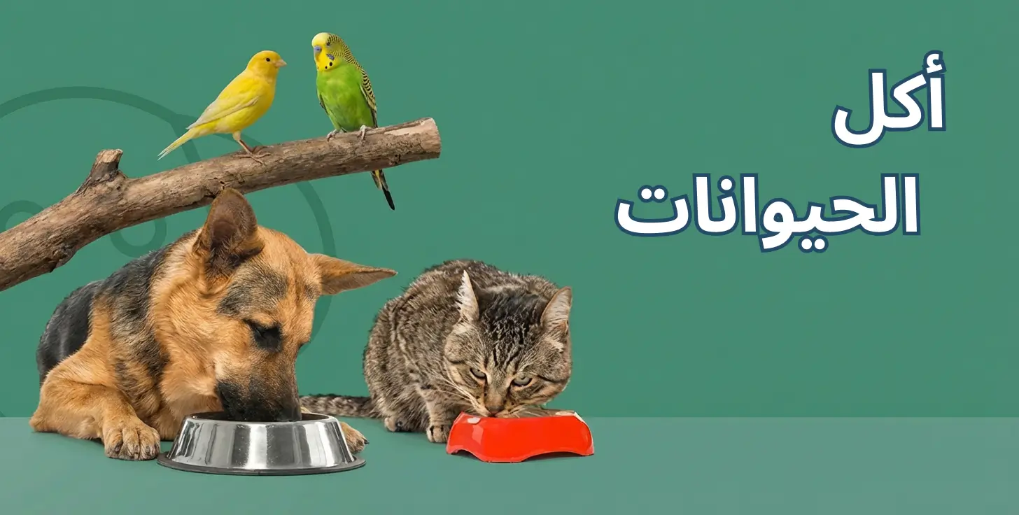 أكل الحيوانات